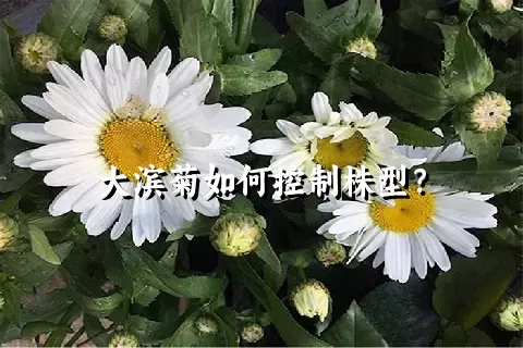 大滨菊如何控制株型？