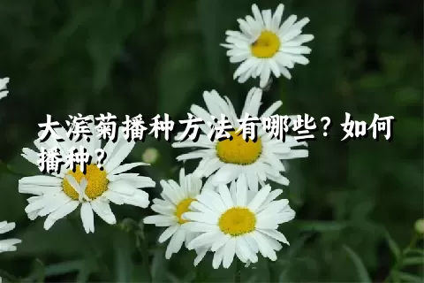 大滨菊播种方法有哪些？如何播种？