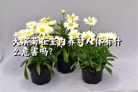 大滨菊在室内养对人体有什么危害吗？