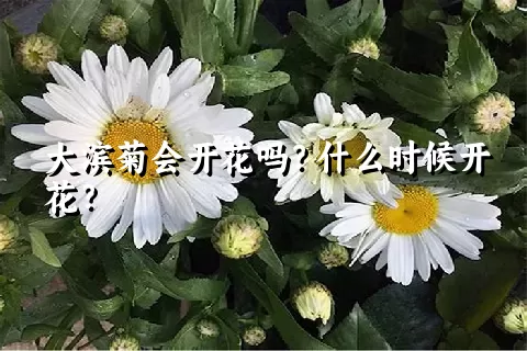 大滨菊会开花吗？什么时候开花？