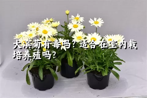 大滨菊有毒吗？适合在室内栽培养殖吗？