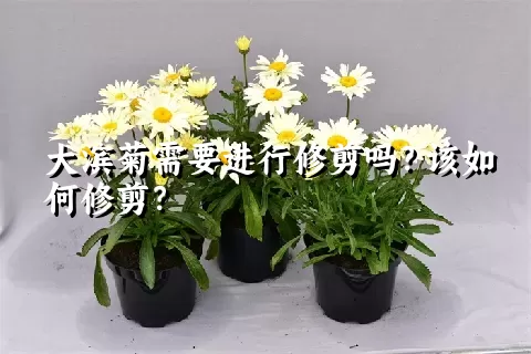 大滨菊需要进行修剪吗？该如何修剪？