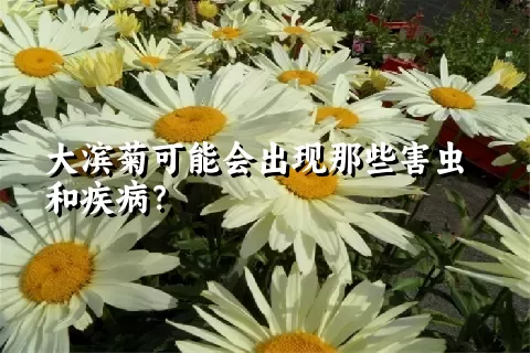 大滨菊可能会出现那些害虫和疾病？