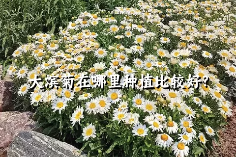 大滨菊在哪里种植比较好？