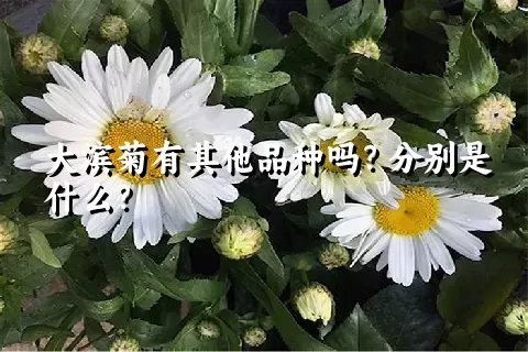 大滨菊有其他品种吗？分别是什么？