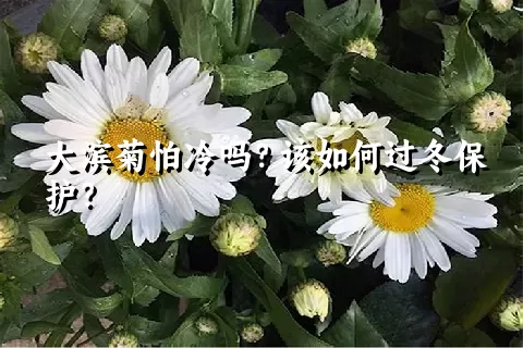 大滨菊怕冷吗？该如何过冬保护？