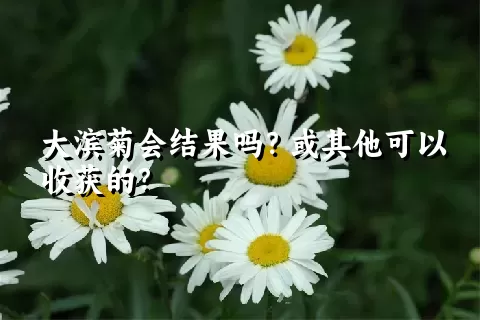 大滨菊会结果吗？或其他可以收获的？