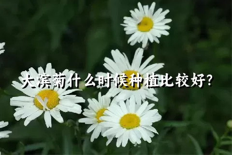 大滨菊什么时候种植比较好？