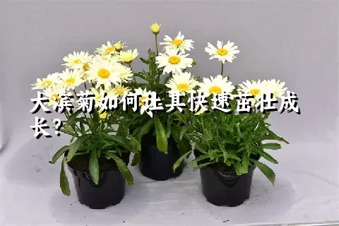 大滨菊如何让其快速茁壮成长？