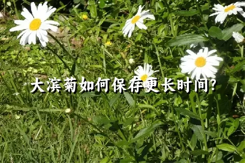 大滨菊如何保存更长时间？