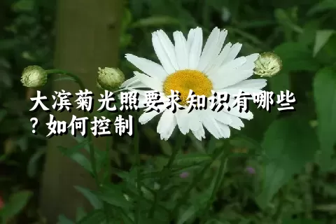 大滨菊光照要求知识有哪些？如何控制