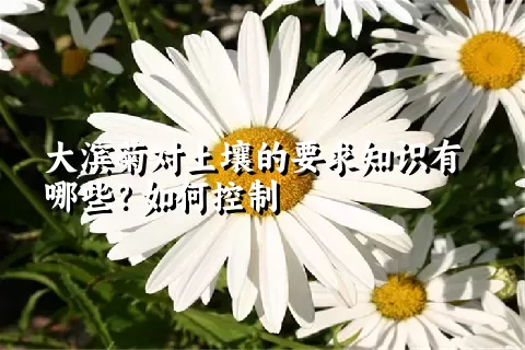 大滨菊对土壤的要求知识有哪些？如何控制