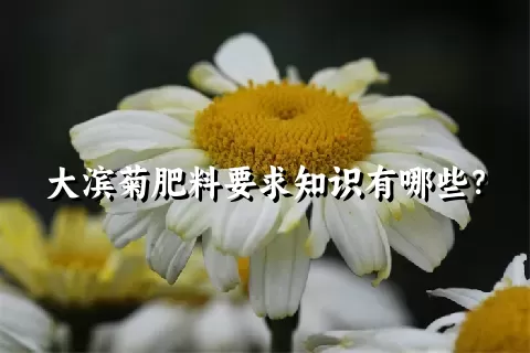 大滨菊肥料要求知识有哪些？