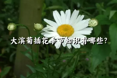 大滨菊插花季节知识有哪些？