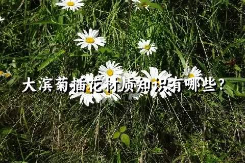 大滨菊插花材质知识有哪些？