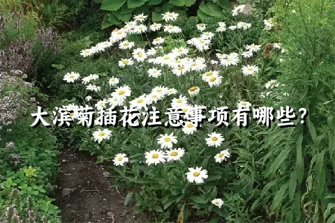 大滨菊插花注意事项有哪些？