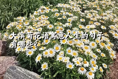 大滨菊花语寓意人生的句子有哪些？