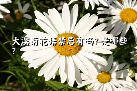 大滨菊花语禁忌有吗？是哪些？