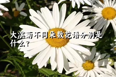 大滨菊不同朵数花语分别是什么？