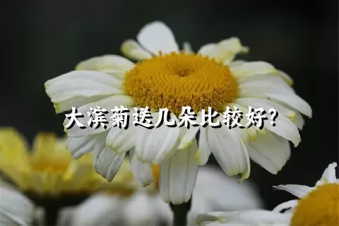 大滨菊送几朵比较好？