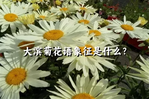 大滨菊花语象征是什么？