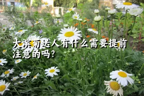 大滨菊送人有什么需要提前注意的吗？