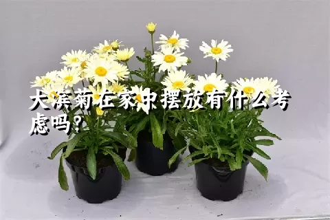 大滨菊在家中摆放有什么考虑吗？