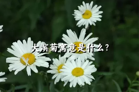 大滨菊寓意是什么？