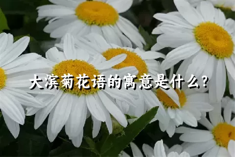 大滨菊花语的寓意是什么？