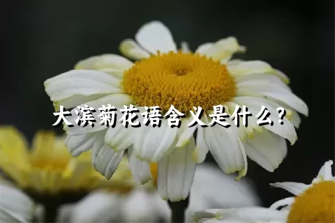 大滨菊花语含义是什么？