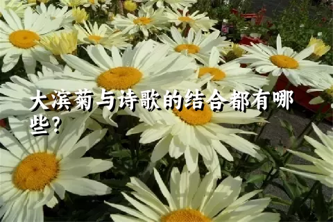 大滨菊与诗歌的结合都有哪些？