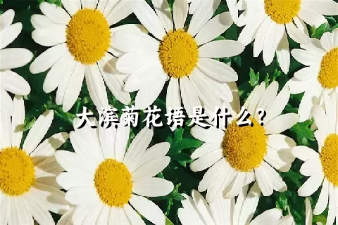 大滨菊花语是什么？