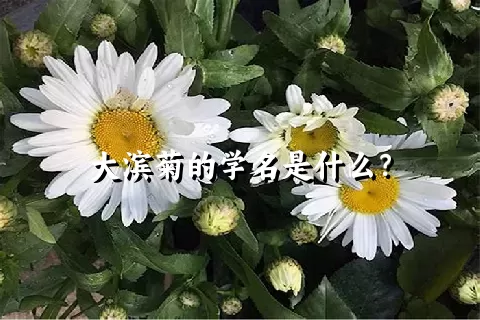 大滨菊的学名是什么？