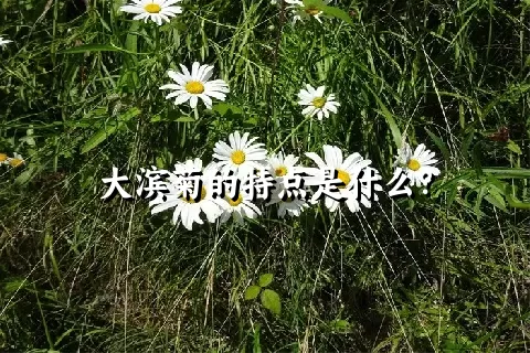 大滨菊的特点是什么？