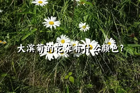 大滨菊的花朵有什么颜色？