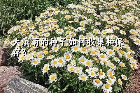 大滨菊的种子如何收集和保存？