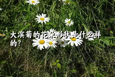 大滨菊的花朵形状是什么样的？