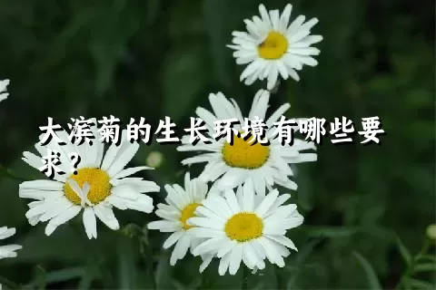 大滨菊的生长环境有哪些要求？