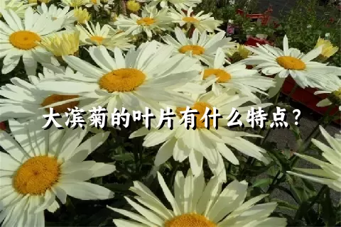 大滨菊的叶片有什么特点？