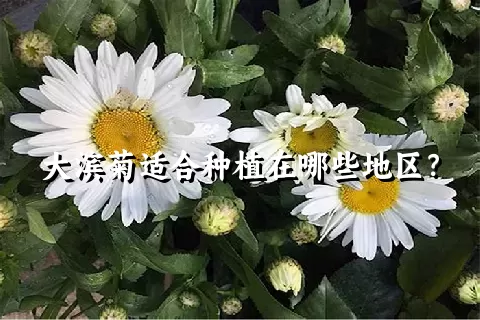 大滨菊适合种植在哪些地区？