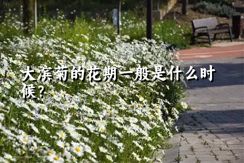 大滨菊的花期一般是什么时候？