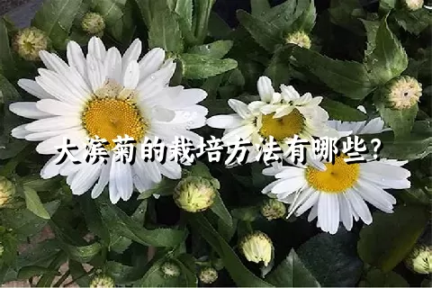 大滨菊的栽培方法有哪些？