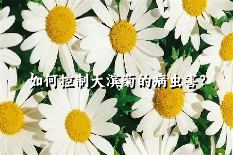 如何控制大滨菊的病虫害？