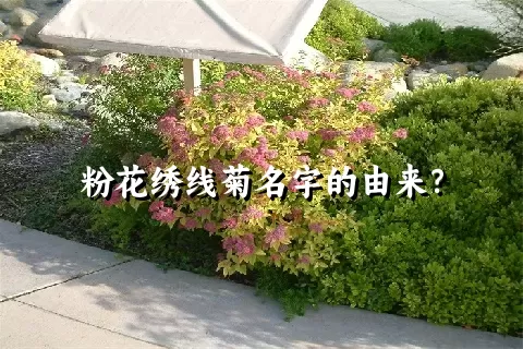 粉花绣线菊名字的由来？