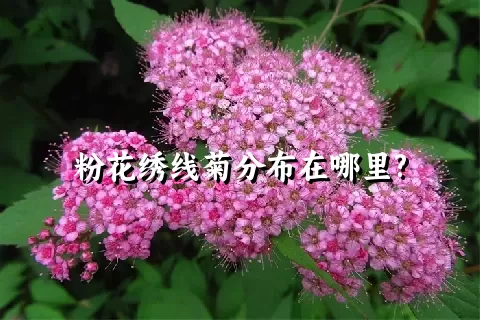 粉花绣线菊分布在哪里?