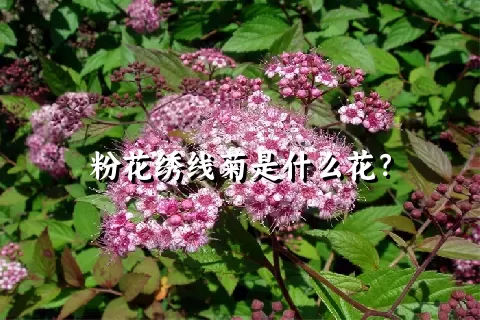 粉花绣线菊是什么花？