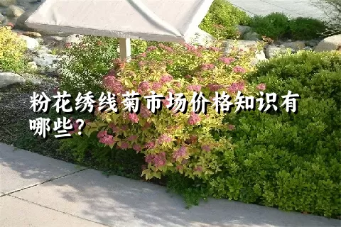 粉花绣线菊市场价格知识有哪些？