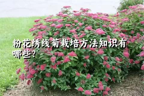 粉花绣线菊栽培方法知识有哪些？