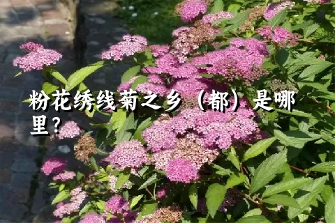 粉花绣线菊之乡（都）是哪里？