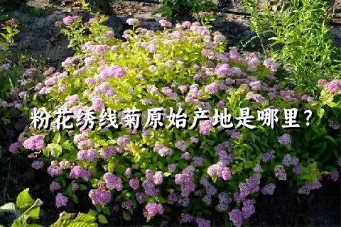 粉花绣线菊原始产地是哪里？